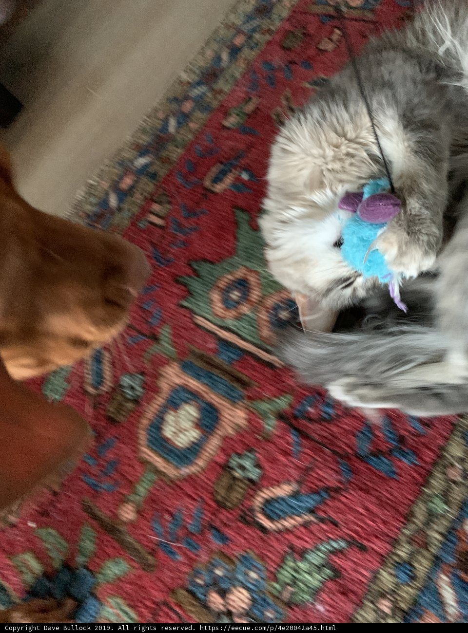 Fun with Furry Friends