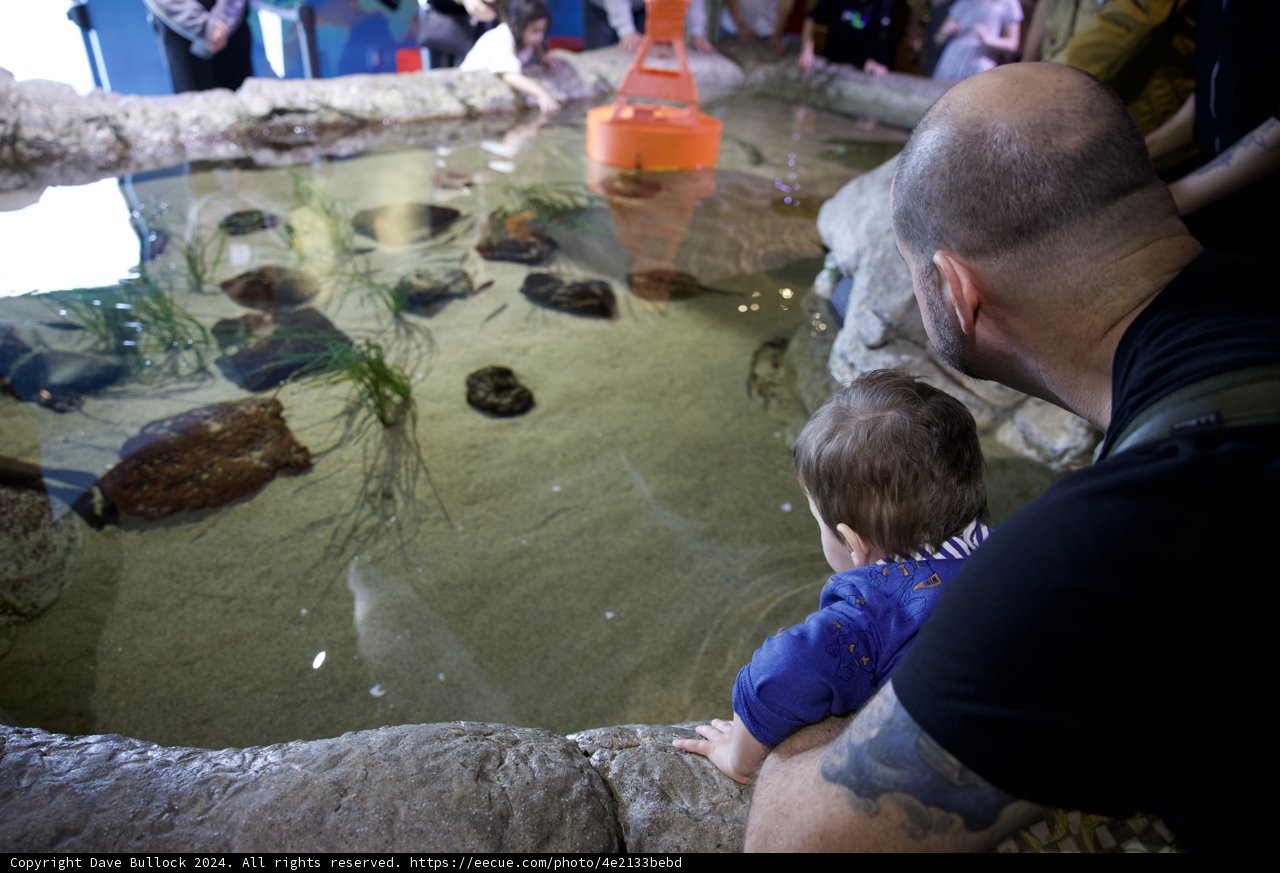 Discovering Aquatic Wonders: An Enthralling Day at the Aquarium of the Bay
