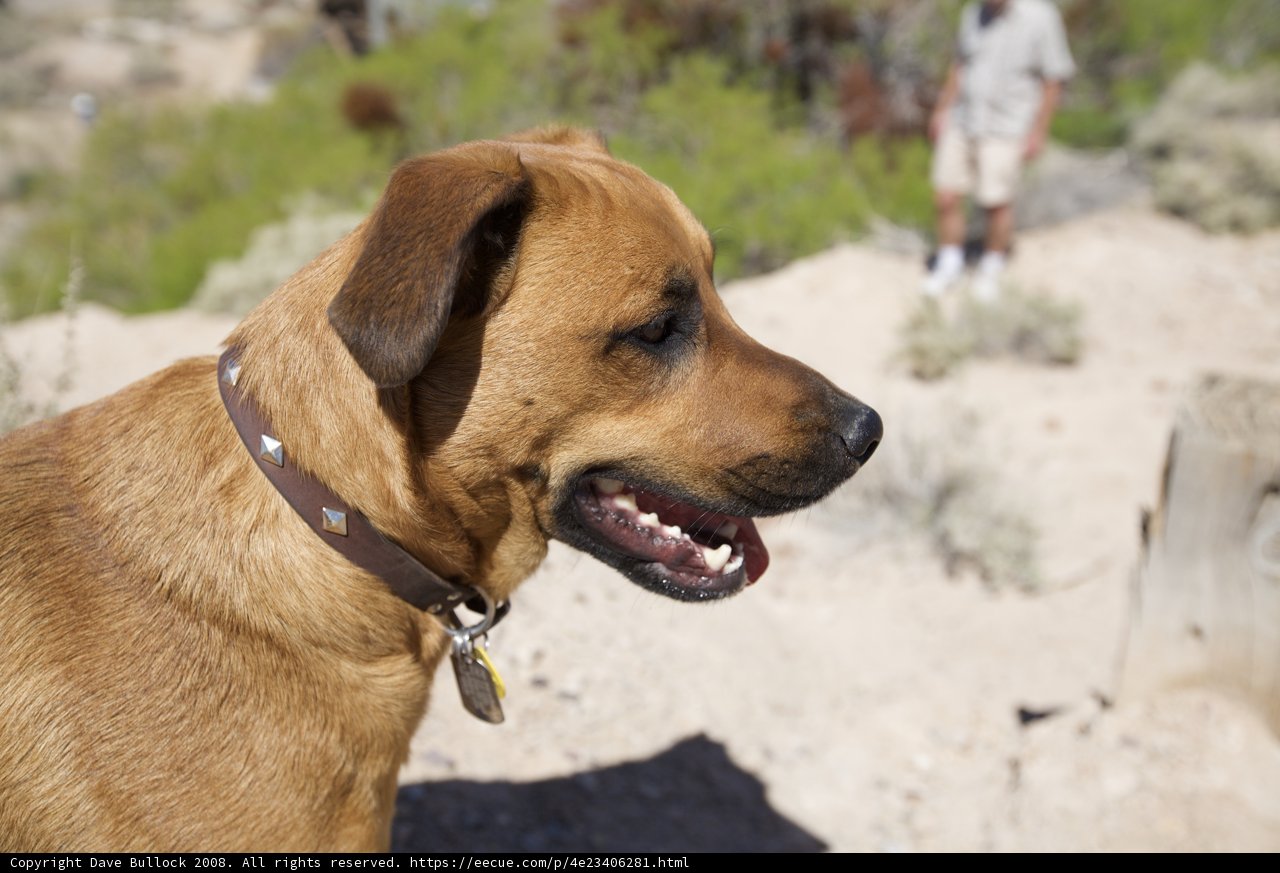 Desert Ridgeback