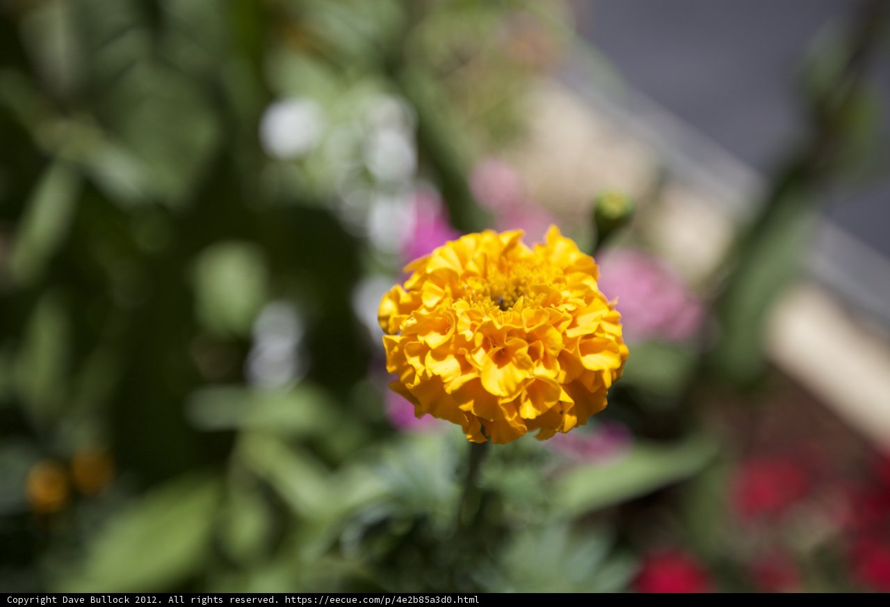 Sunny Marigold
