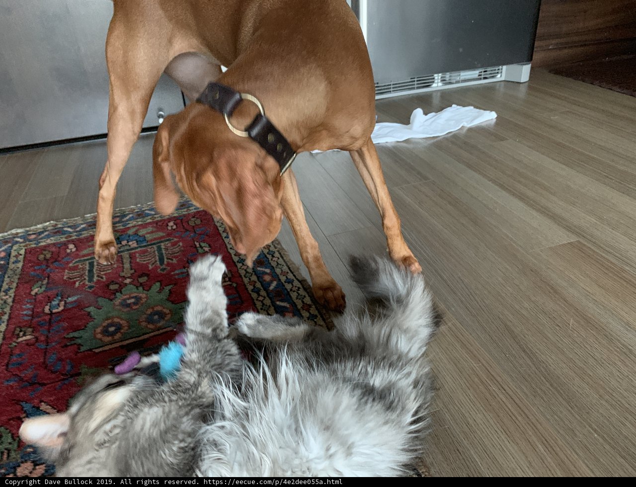 Furry Friends at Play