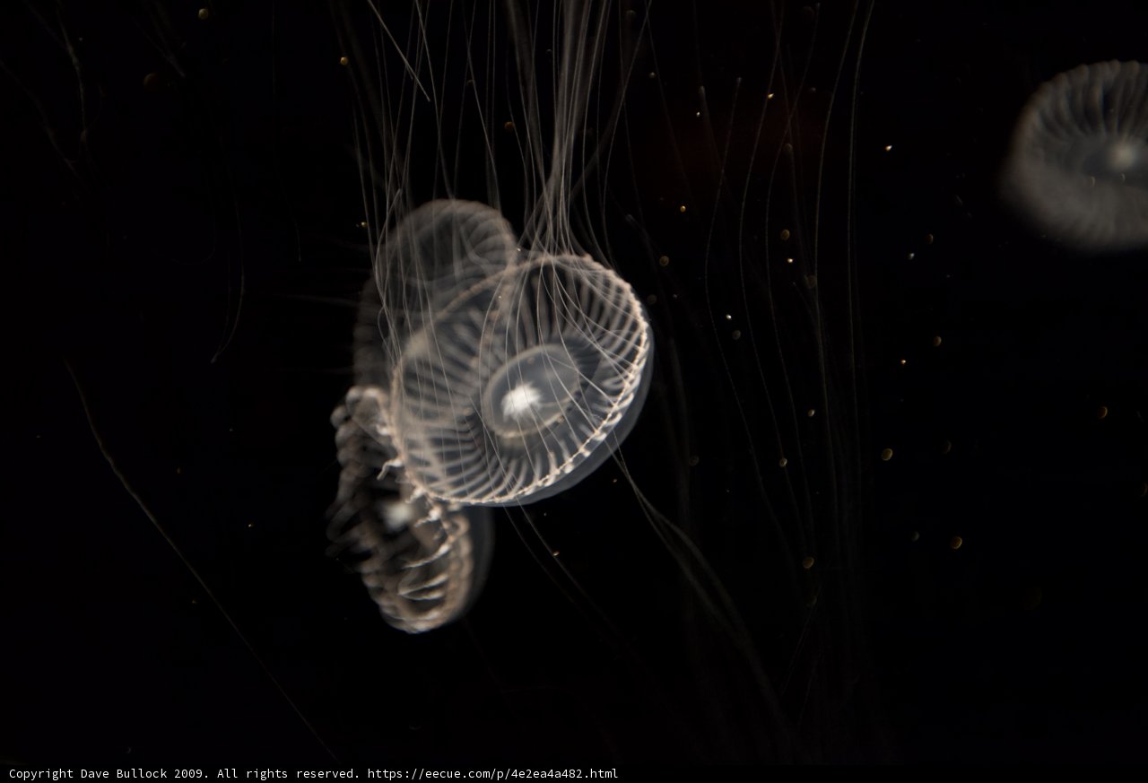 Mystical Glow of Underwater Jellyfish