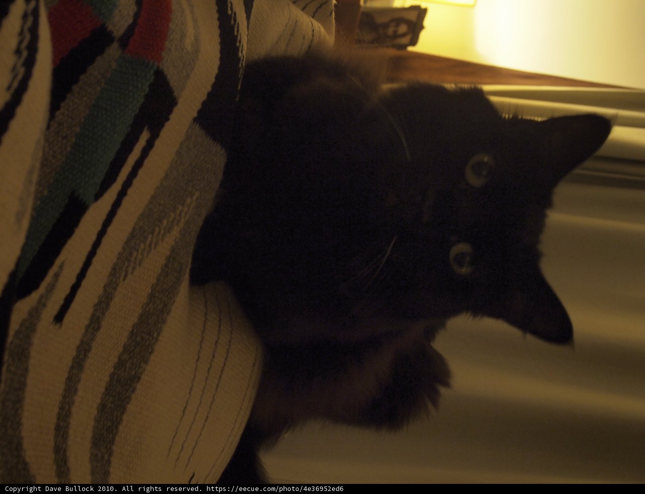 Black Cat Couch Potato