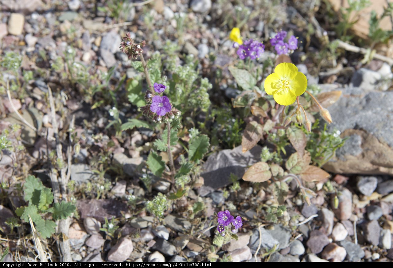 Sunny Yellow Flower Blooms Among Rocky Terrain