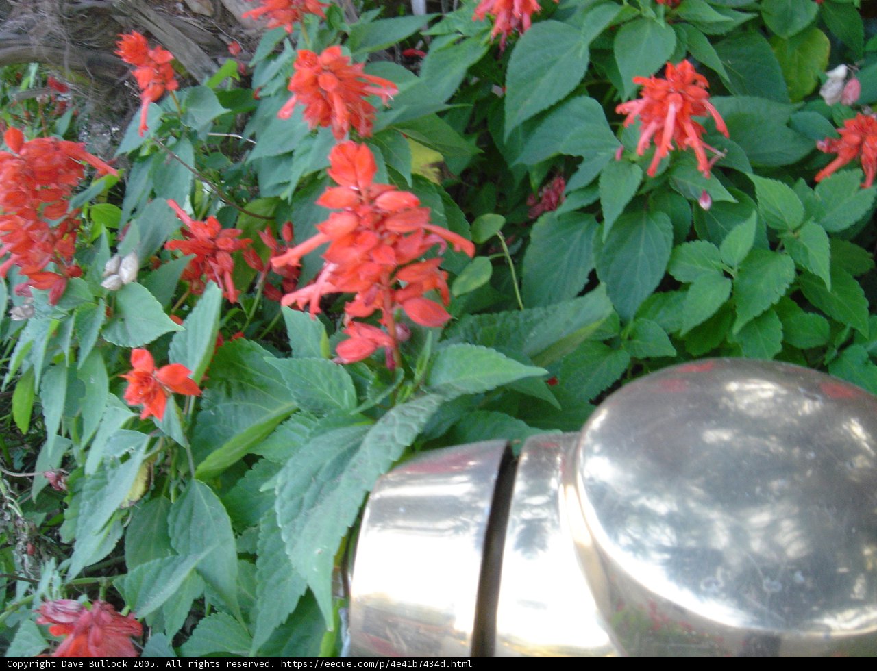Flower Meets Fire Hydrant