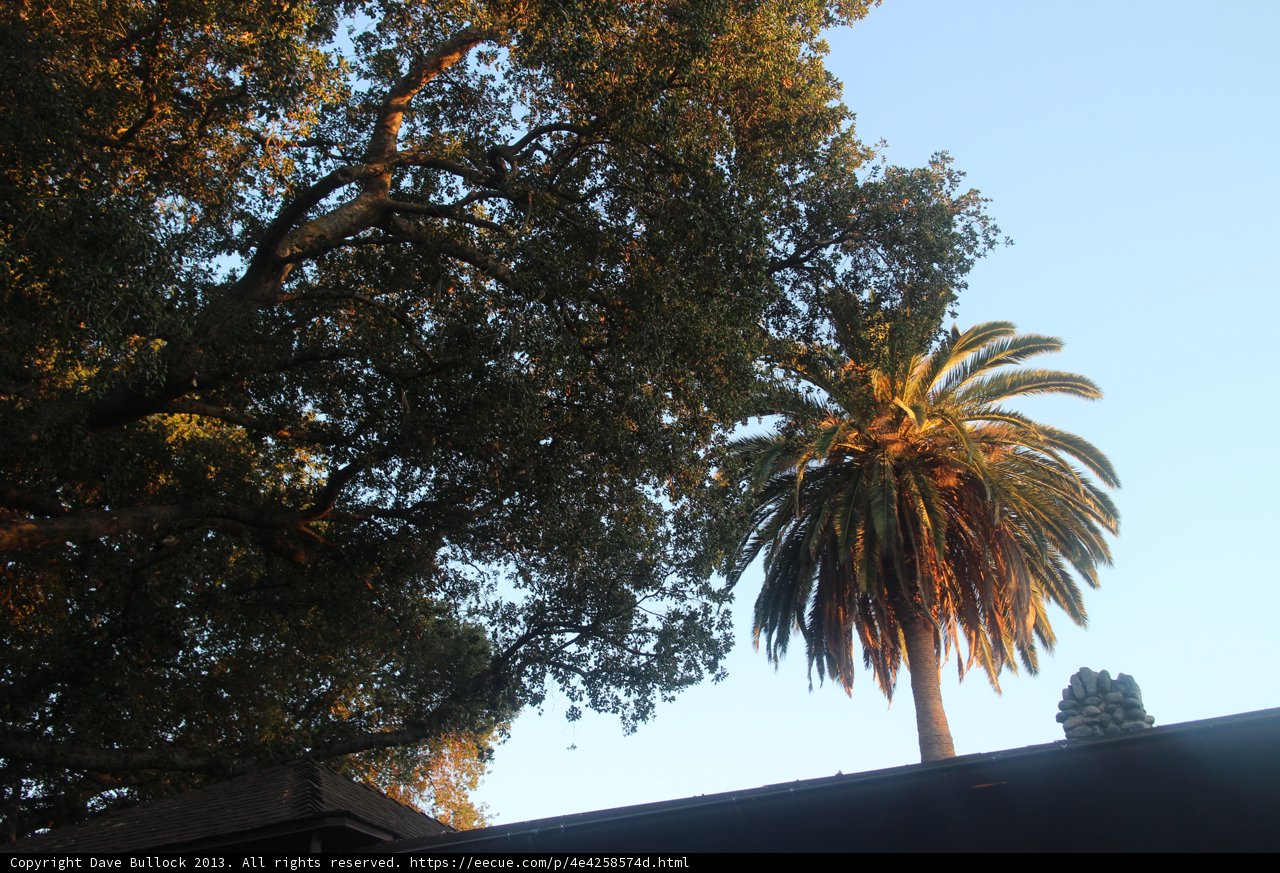 The Majestic Palm Tree