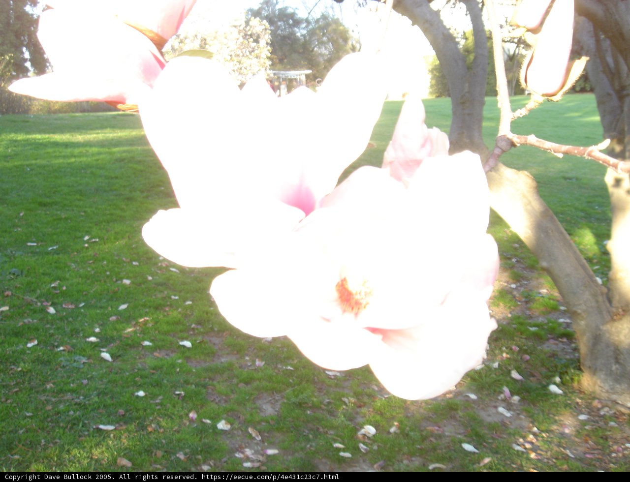 Anemone in the Park