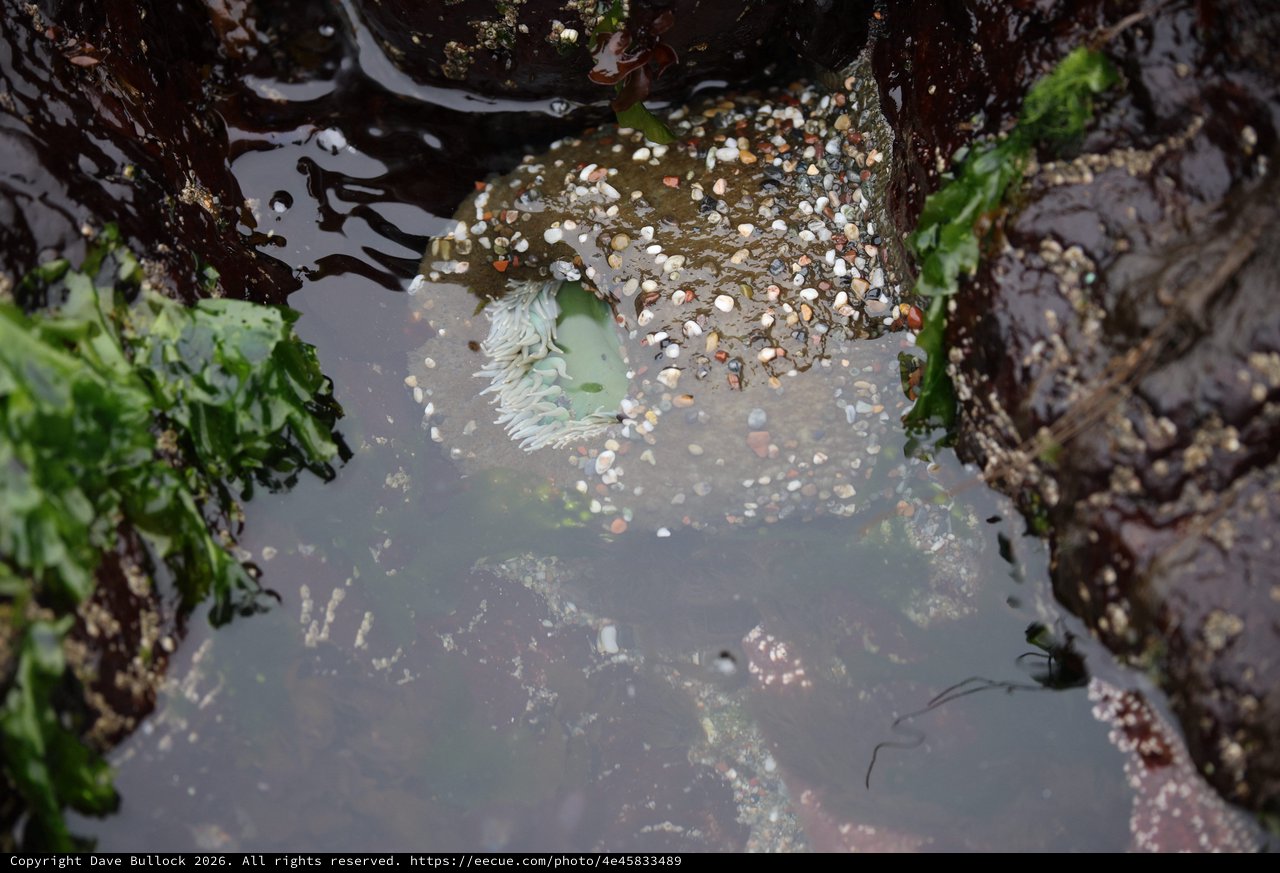 Sea Anemone in Rocky Tidepool at Low Tide