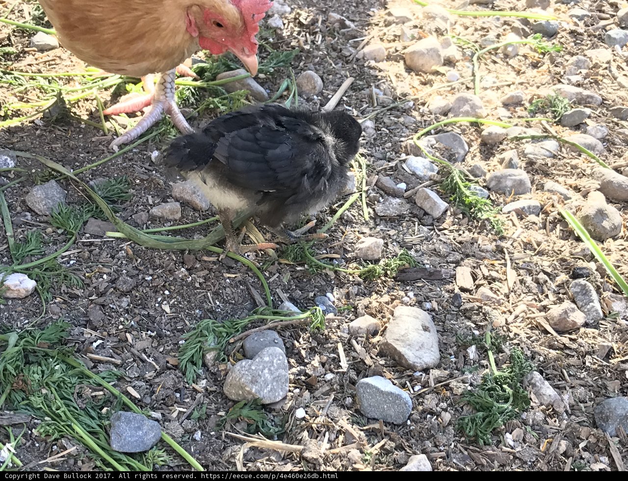 Mother and Child Reunion