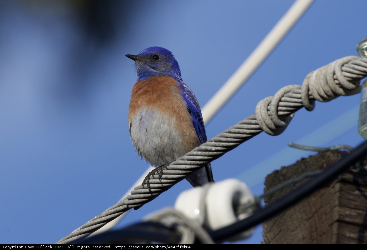 Vivid Perch