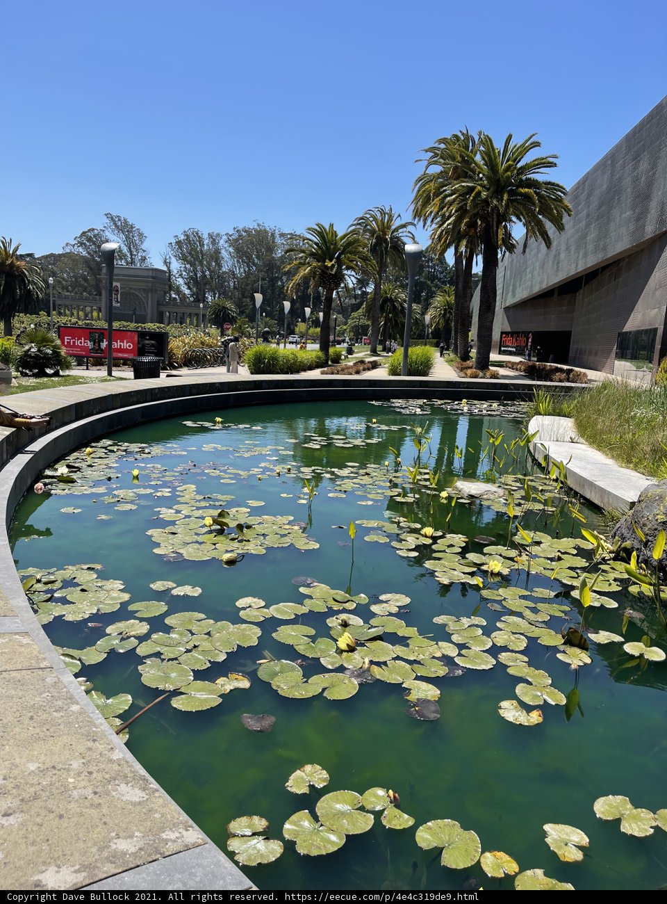 Serene Landscape of a Water Lily Pond and Palm Trees