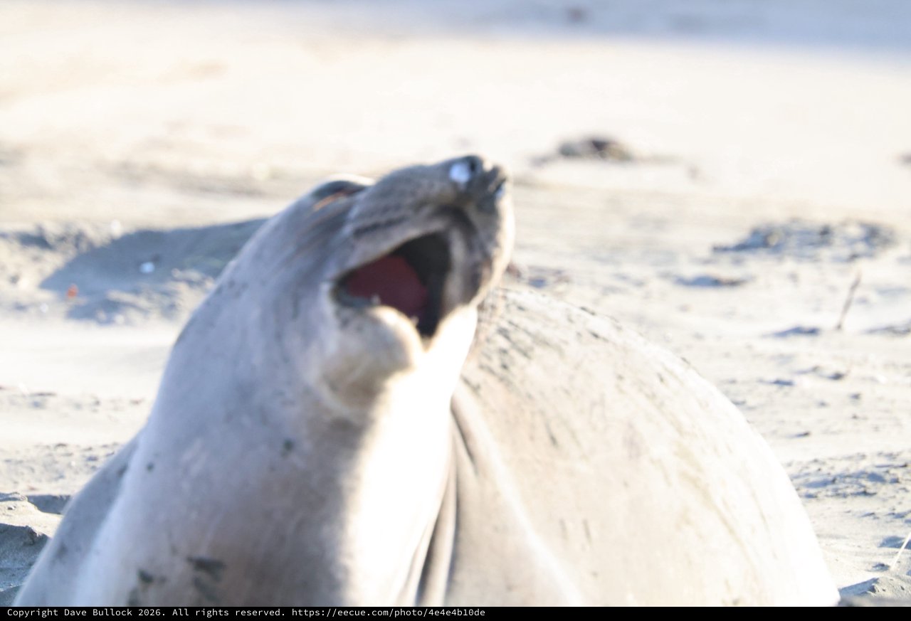 Elephant Seal Pup Vocalizing on Sandy Beach