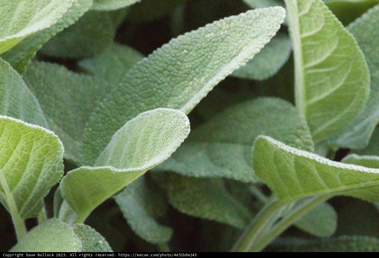 Verdant Serenity
