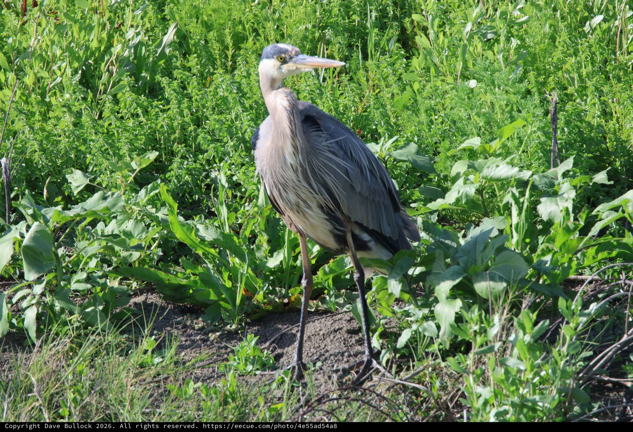 Great Blue Heron in Lush Wetland Vegetation