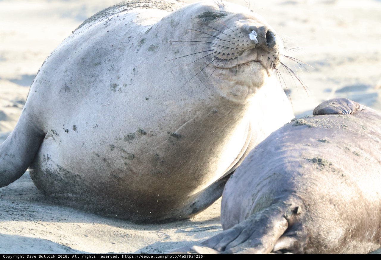 Elephant Seal Resting on Sandy Beach at Drakes Beach