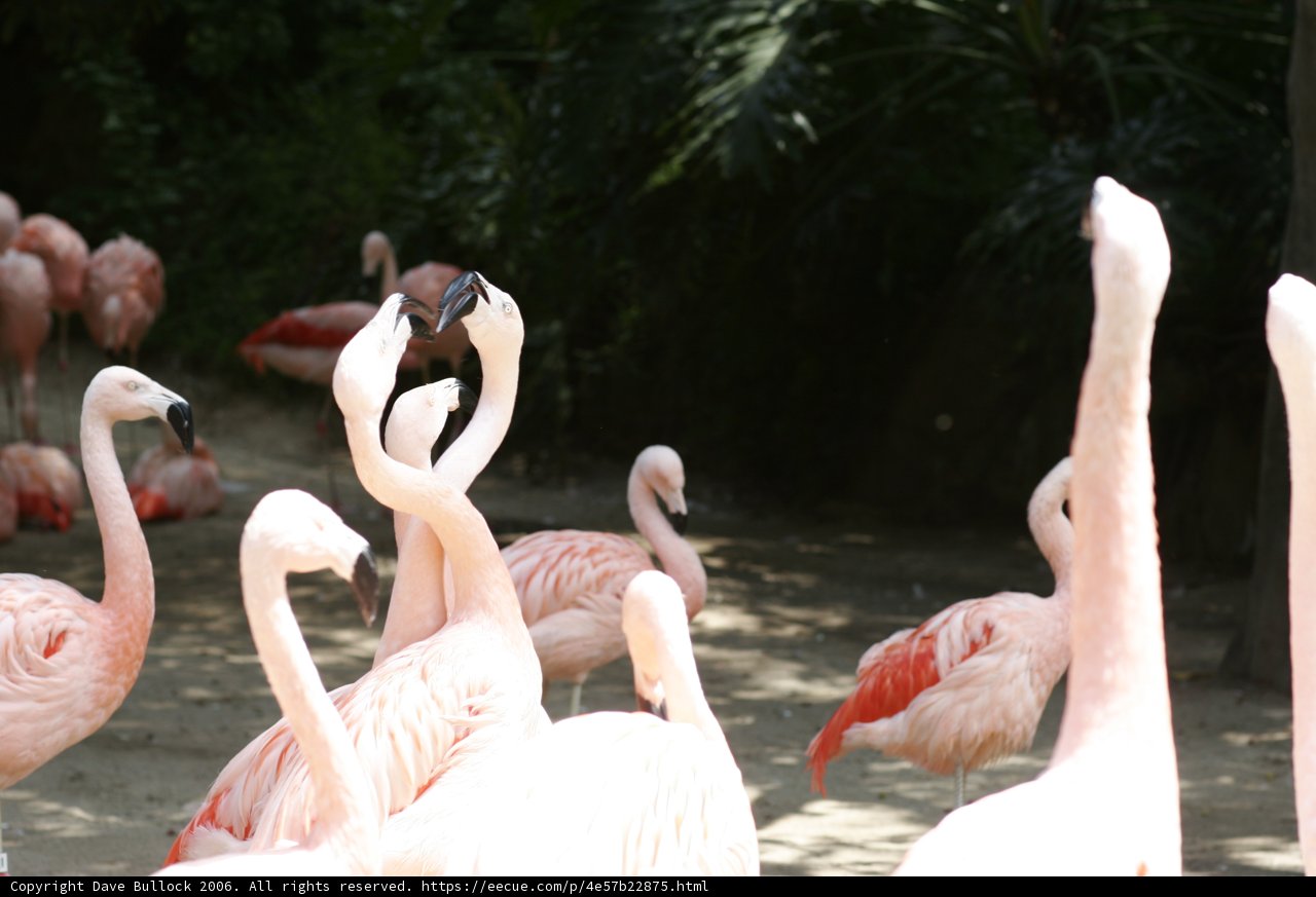 Flamingo Flock in the Field