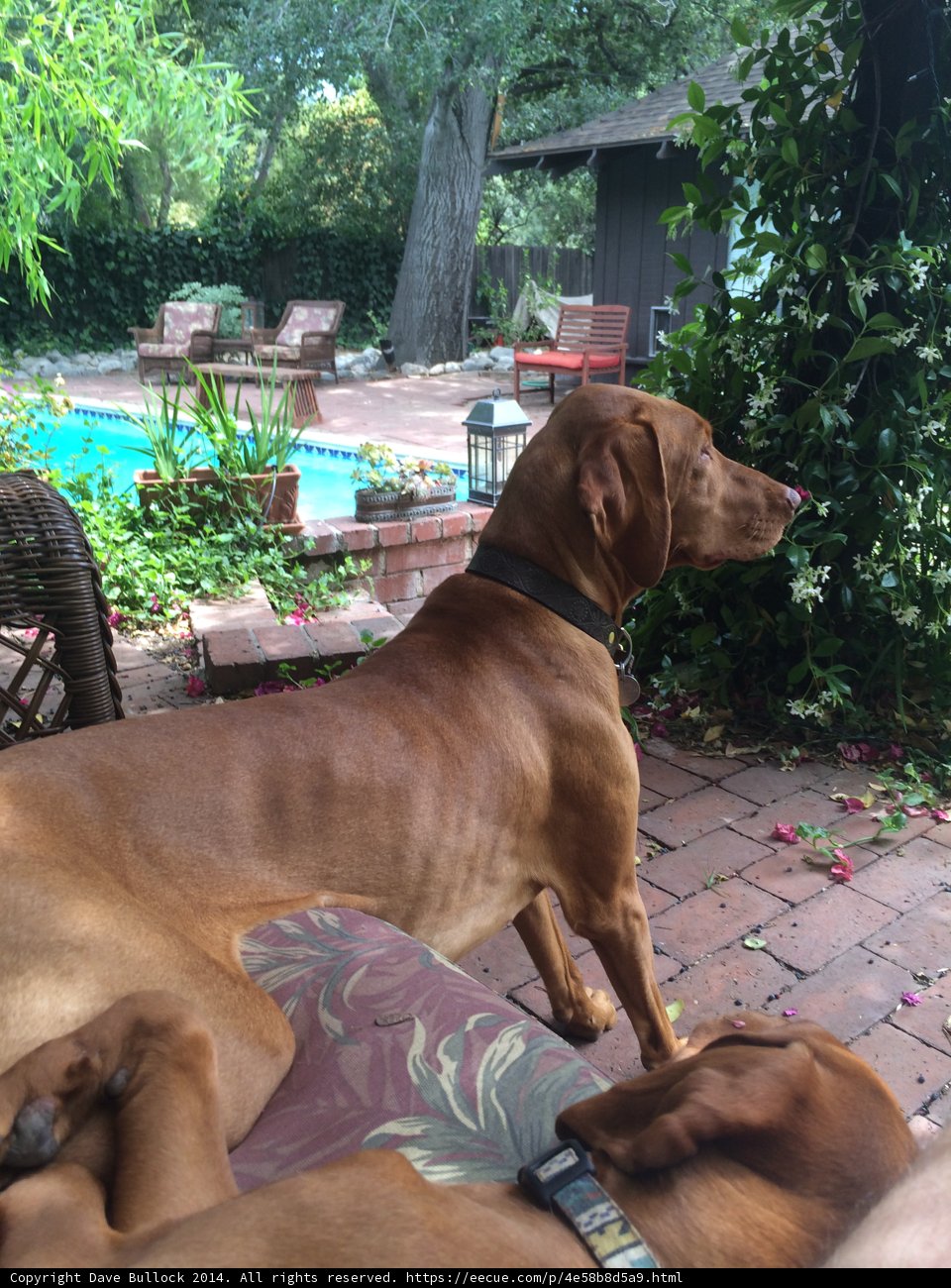 Backyard Bliss
