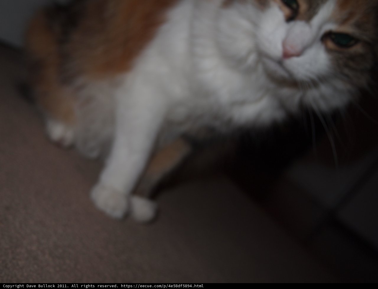 Serene Cat