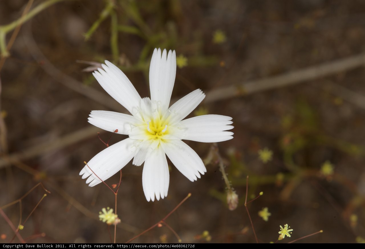 Solitary Daisy Blooms in the Field