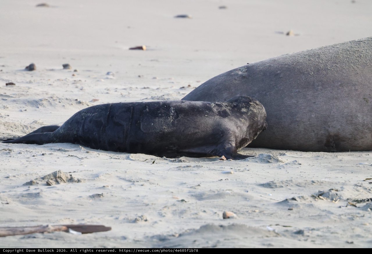 Elephant Seal Pup Resting Beside Adult on Beach