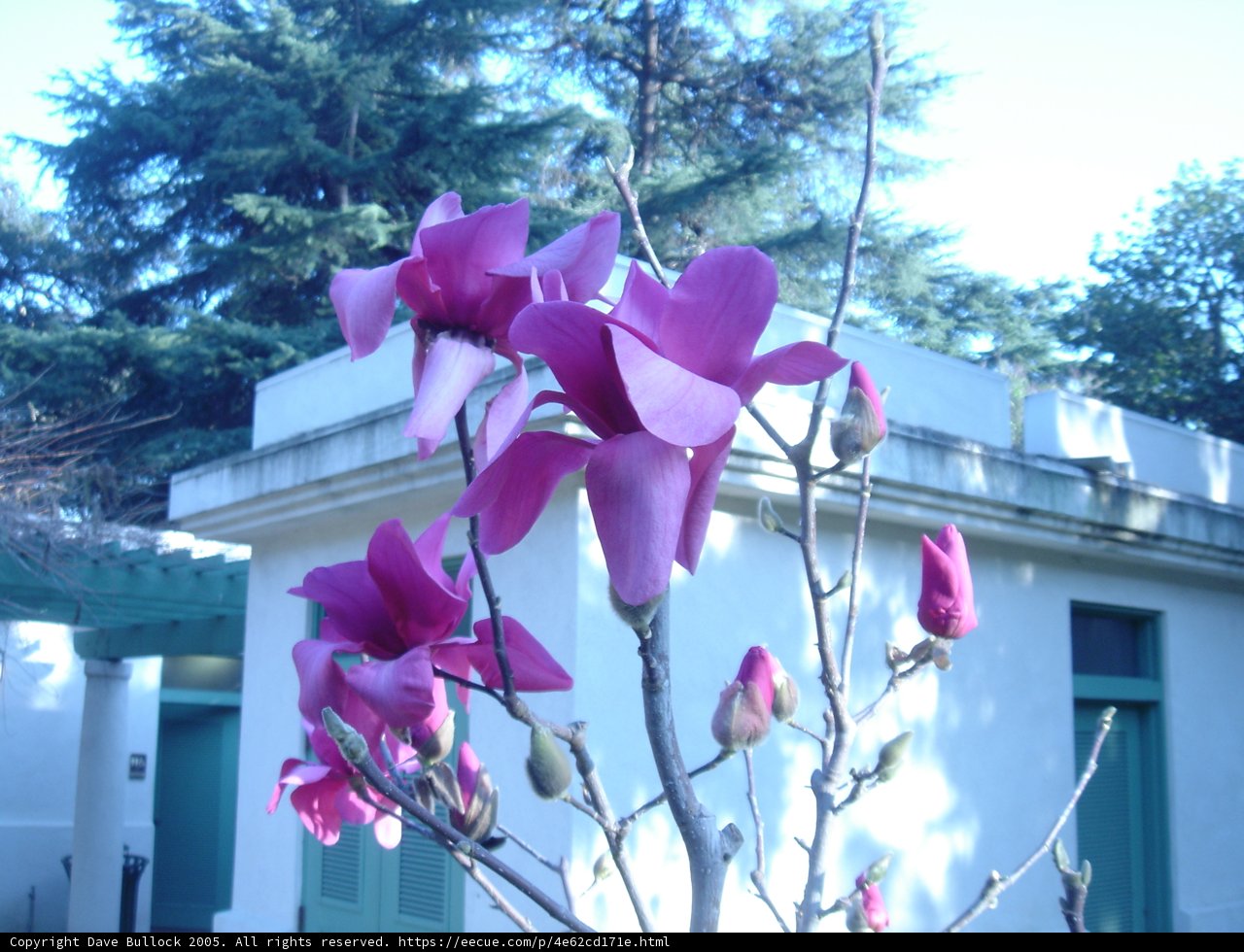 Pink Geranium in Front of White Building