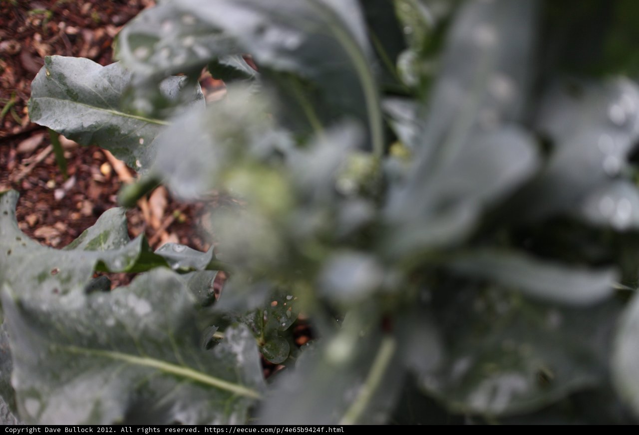 Leafy Greens