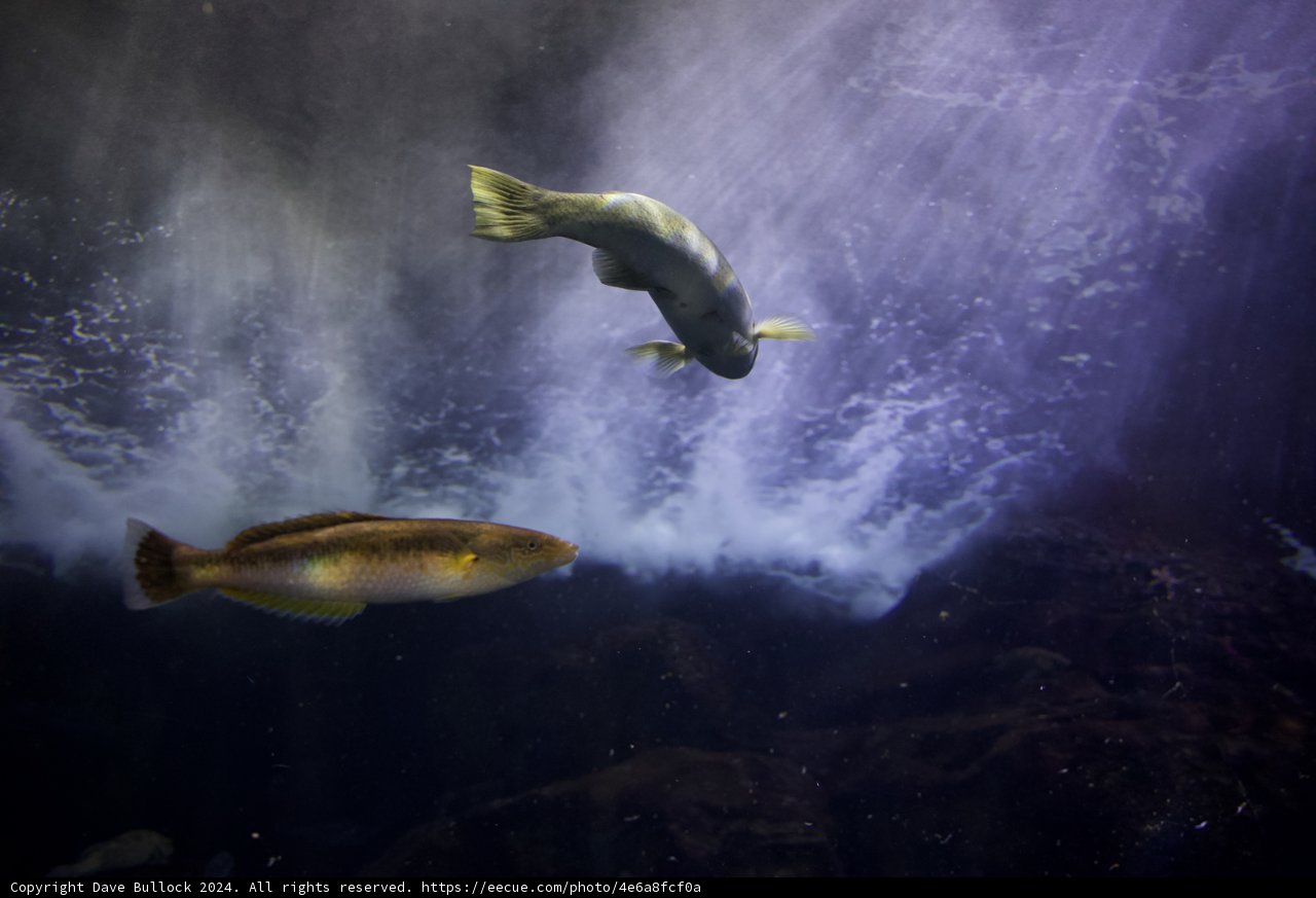 Aquatic Ballet: Dance of the Dual Fish