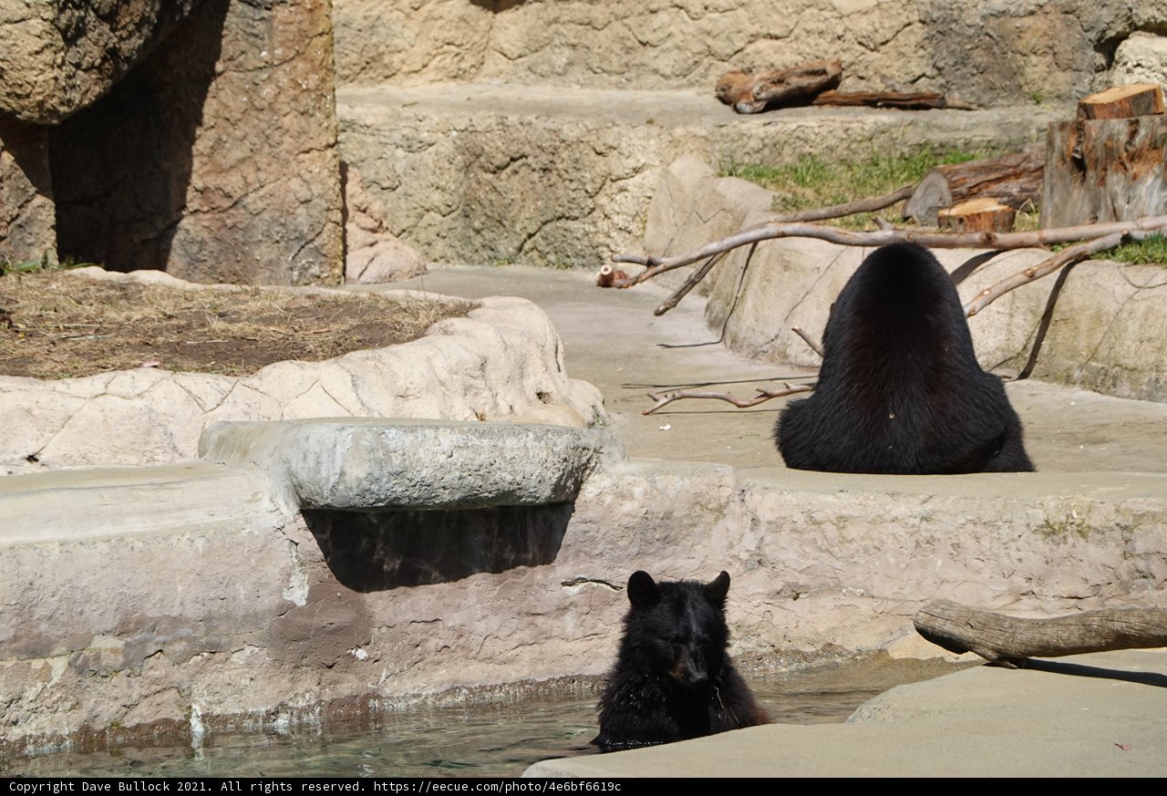 Serene Black Bear in the Clear Waters
