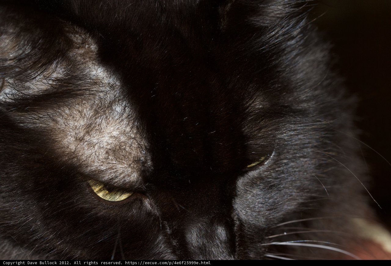 Mesmerizing Yellow Eyes