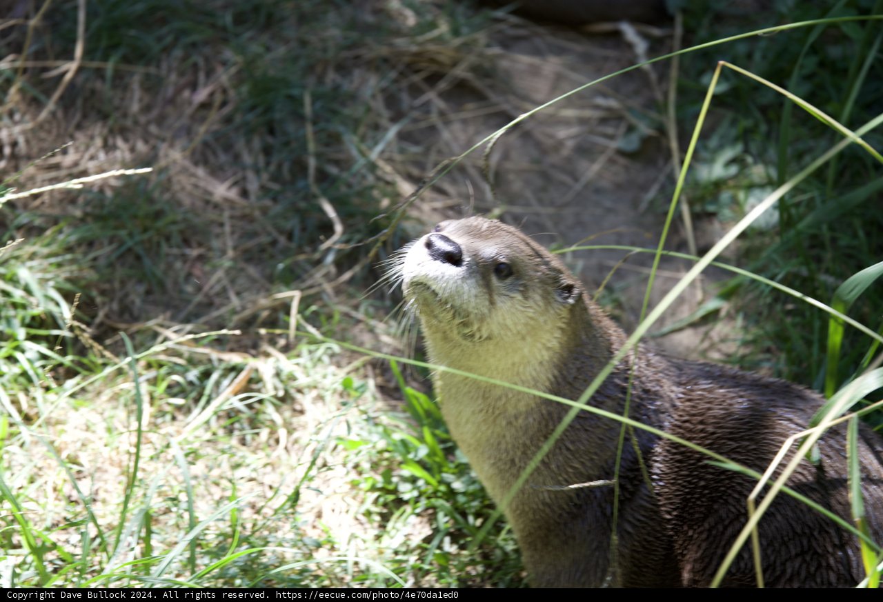 Curious Otter at Walnut Creek