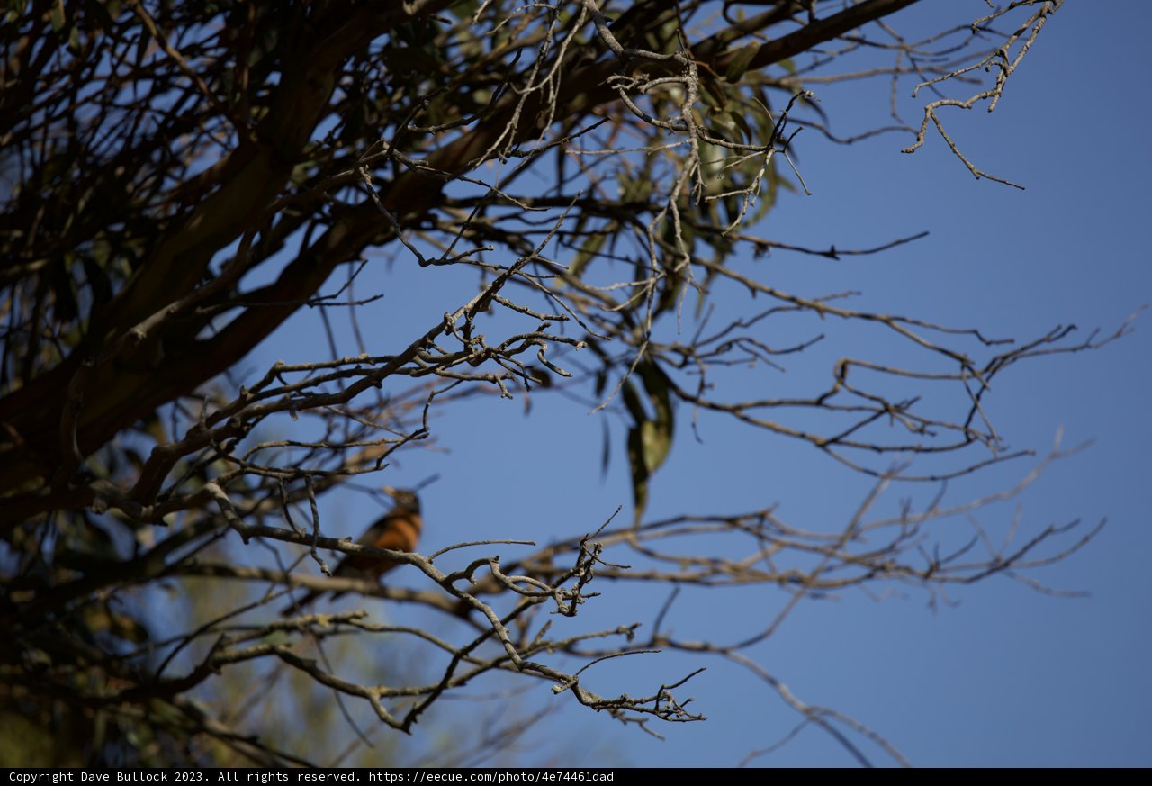 Harmony in Nature: A Chorus of Wings and Leaves