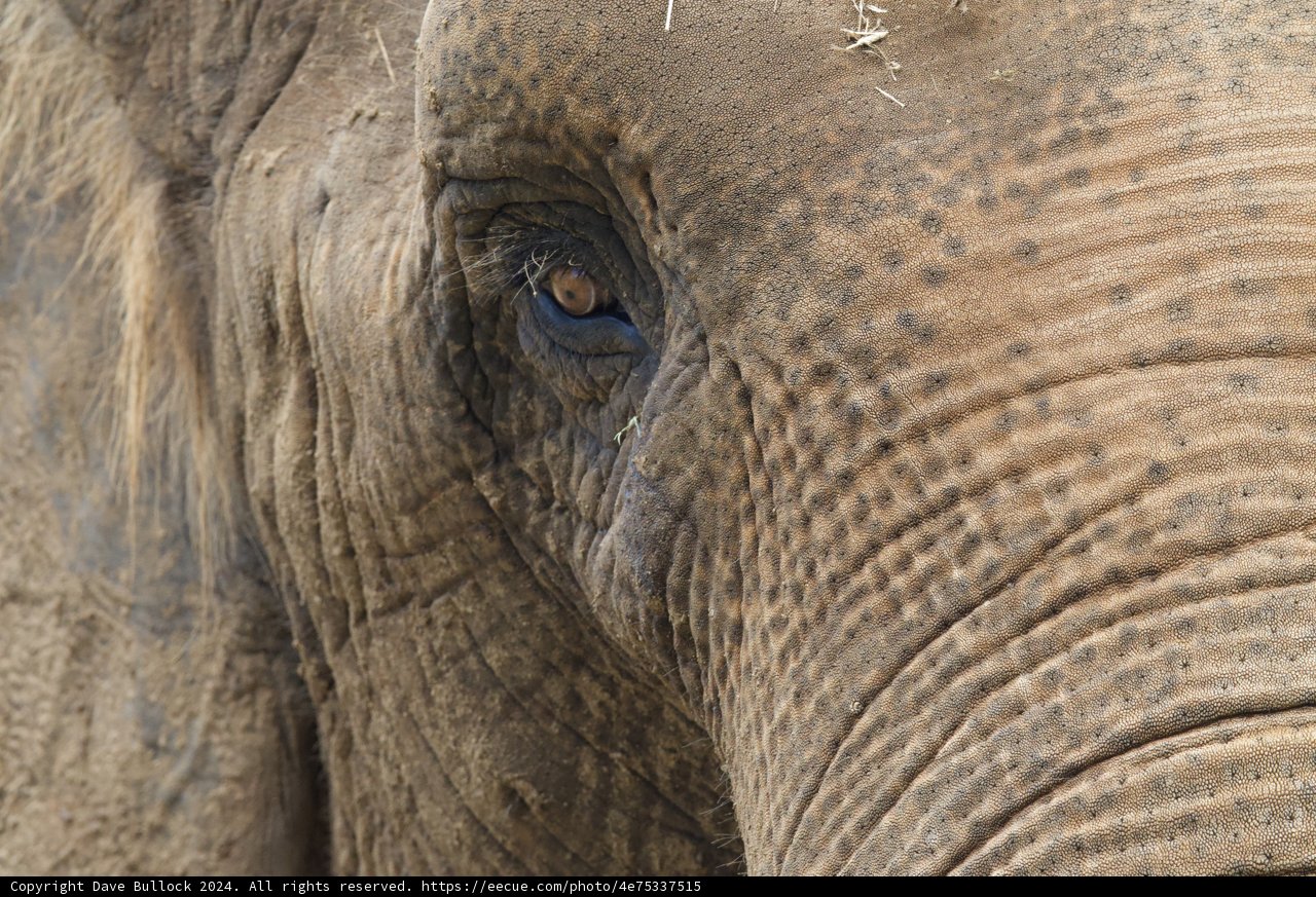 Gaze of the Gentle Giant