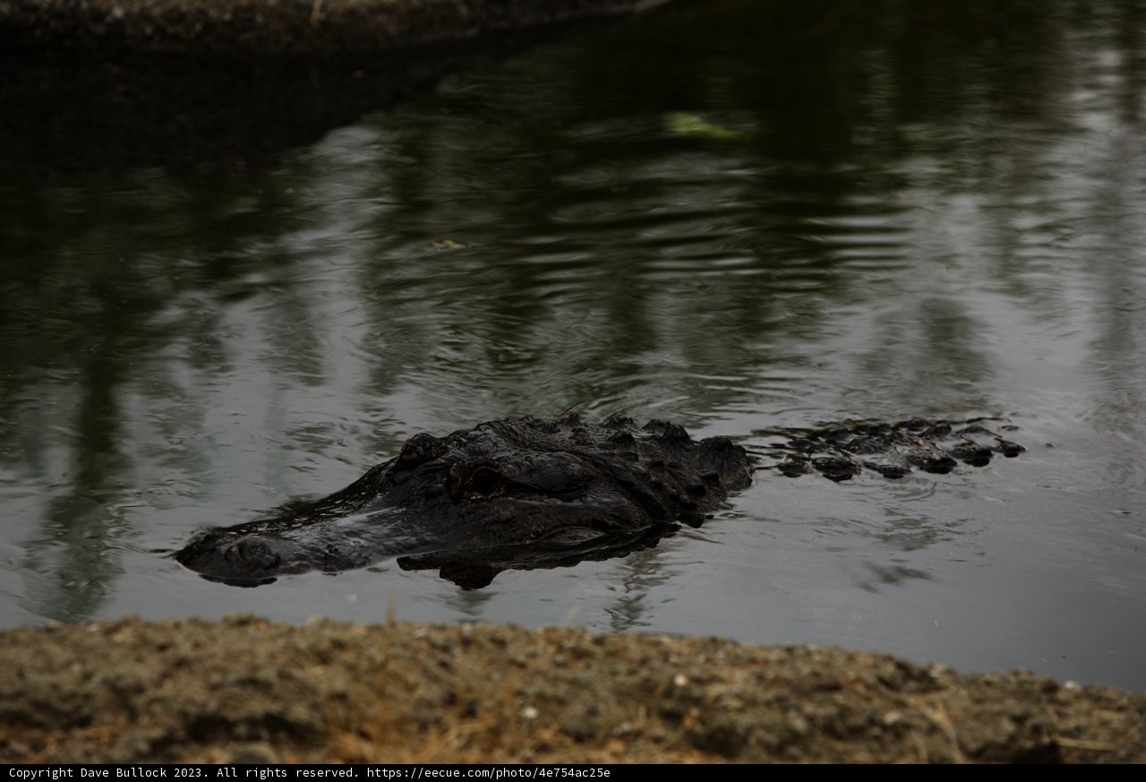The Majestic Oakland Alligator