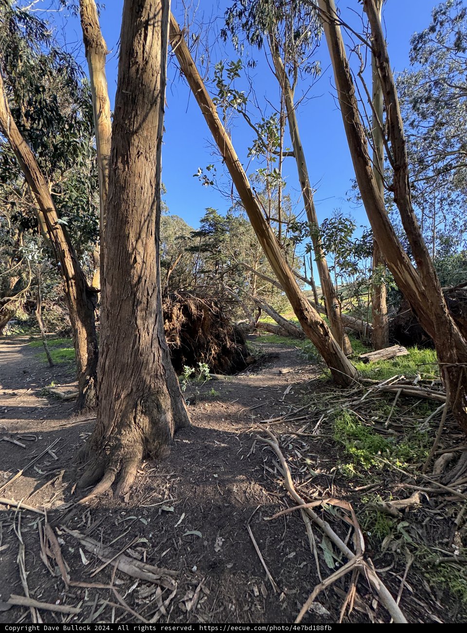 The Fallen Giant at McLaren Park
