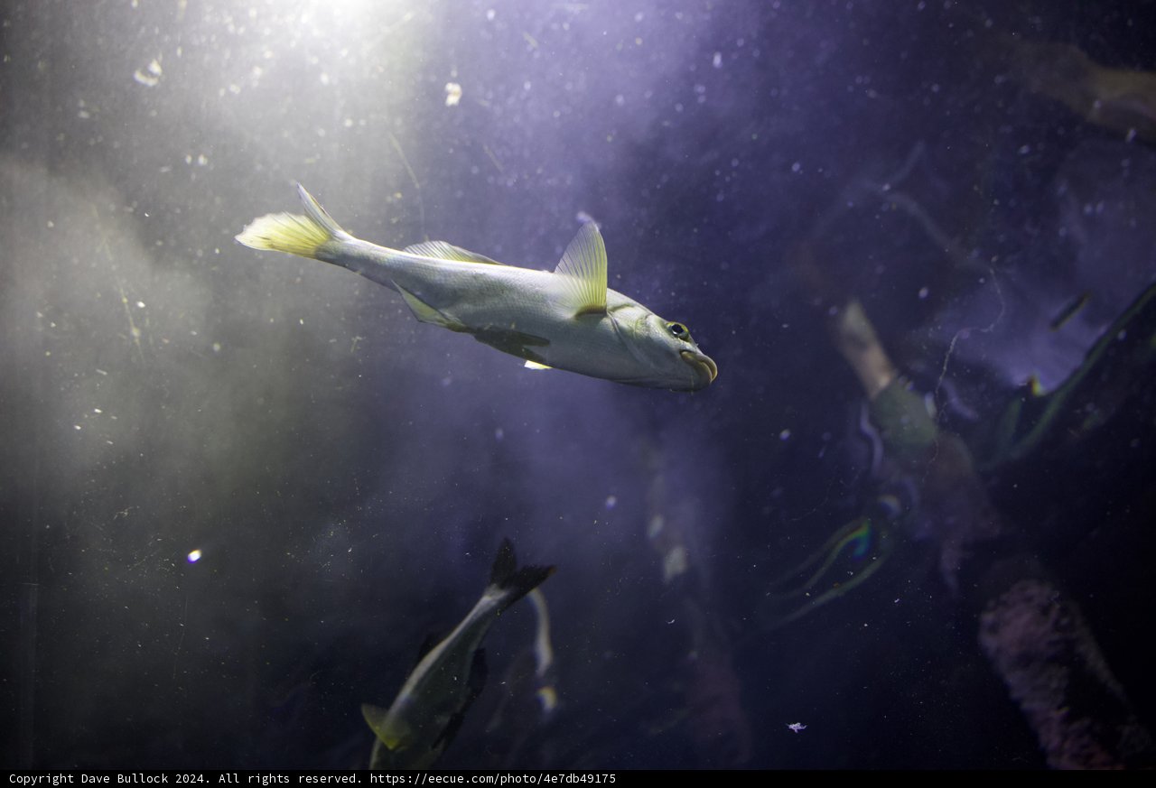 Underwater Serenity in the Bay, 2024