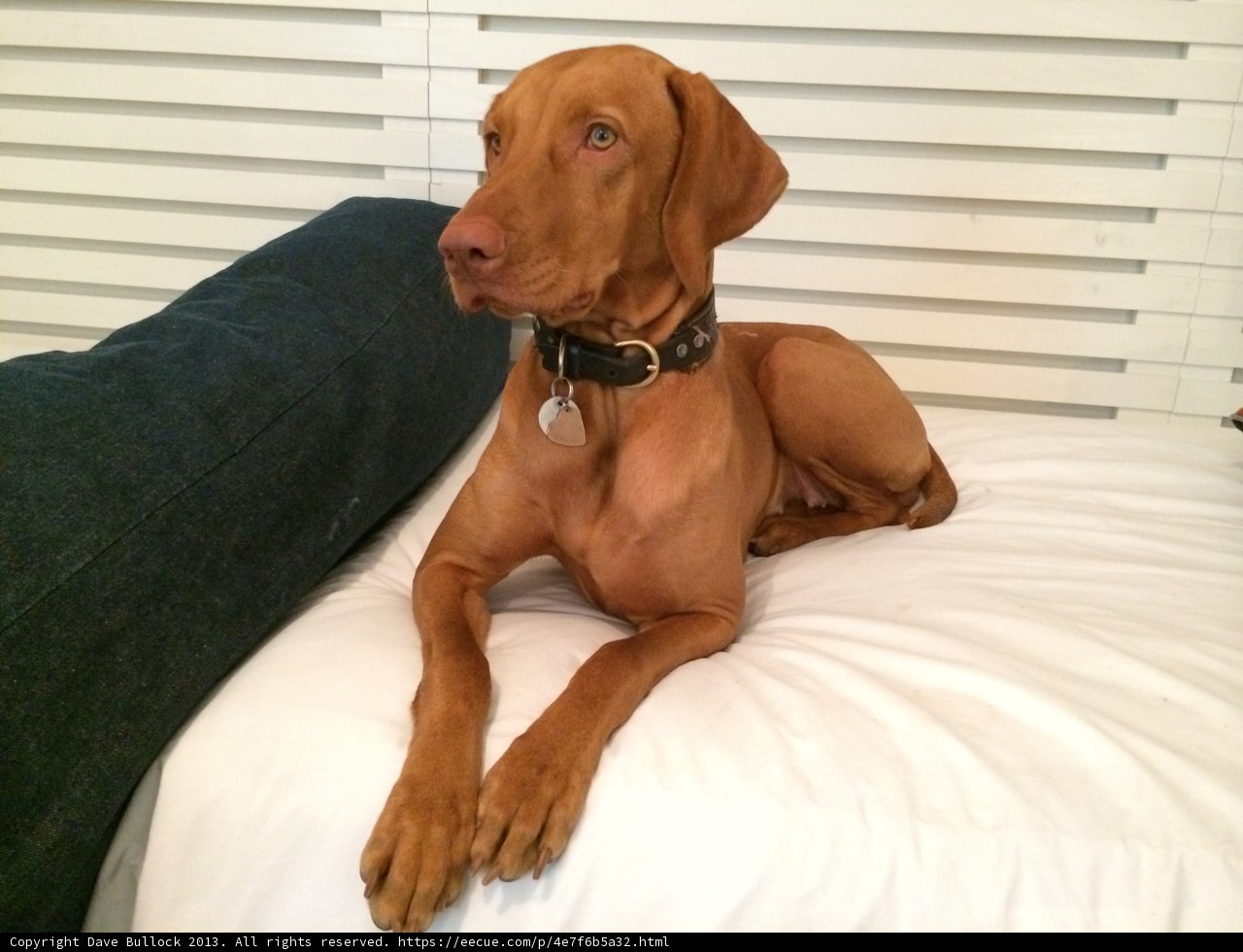 Cozy Canine on a Bed