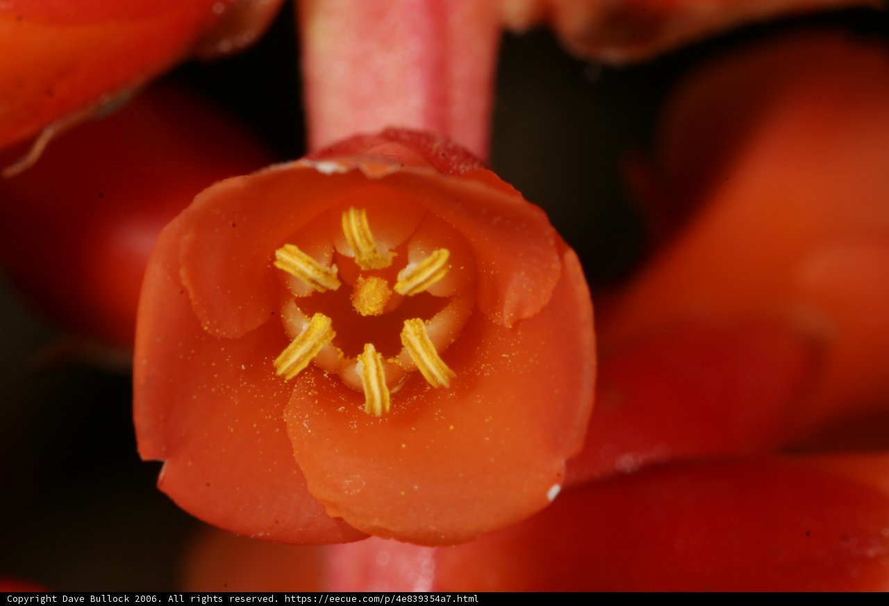 Vibrant Orange Flower in Full Bloom