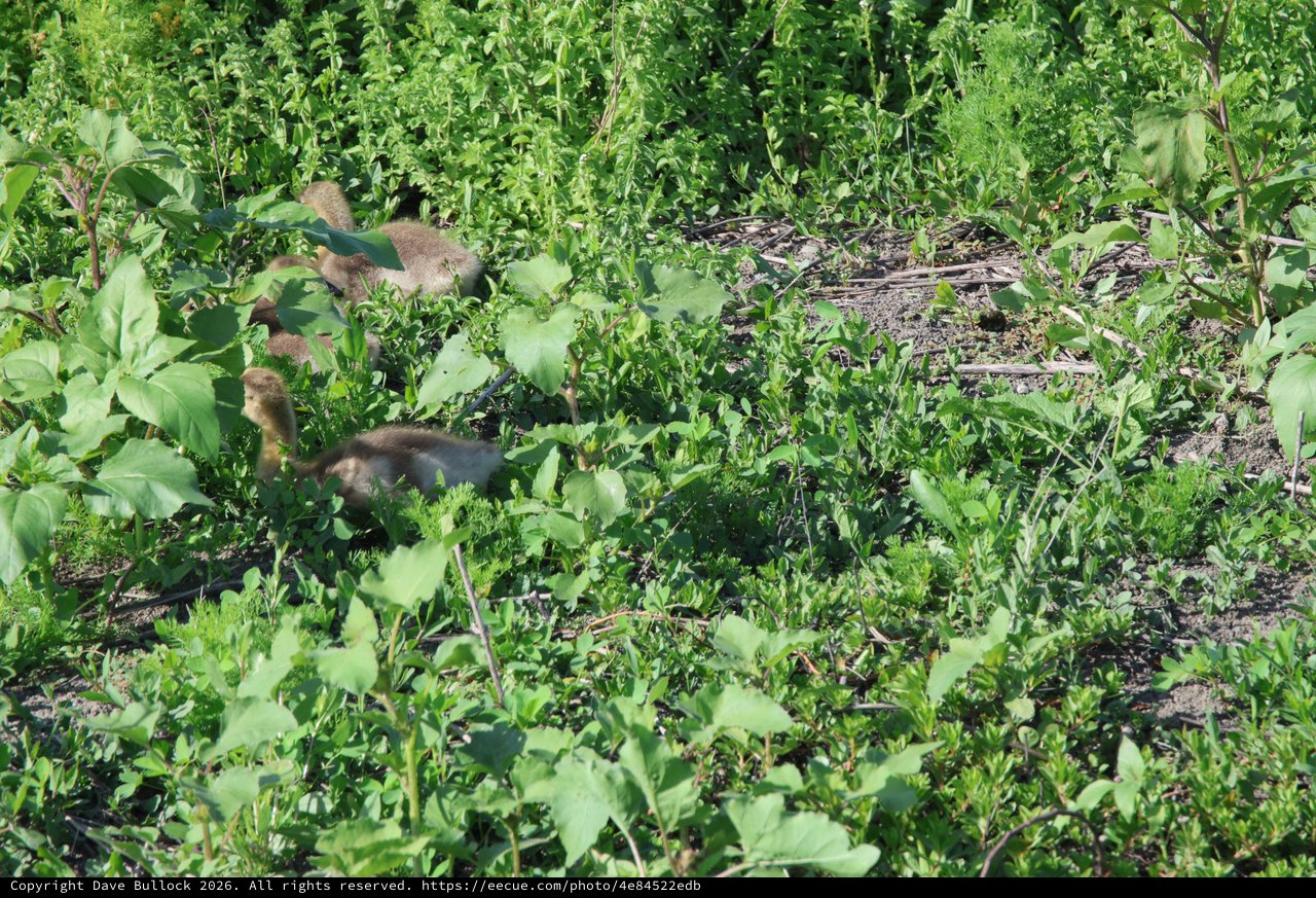 River Otter Foraging Among Wetland Vegetation