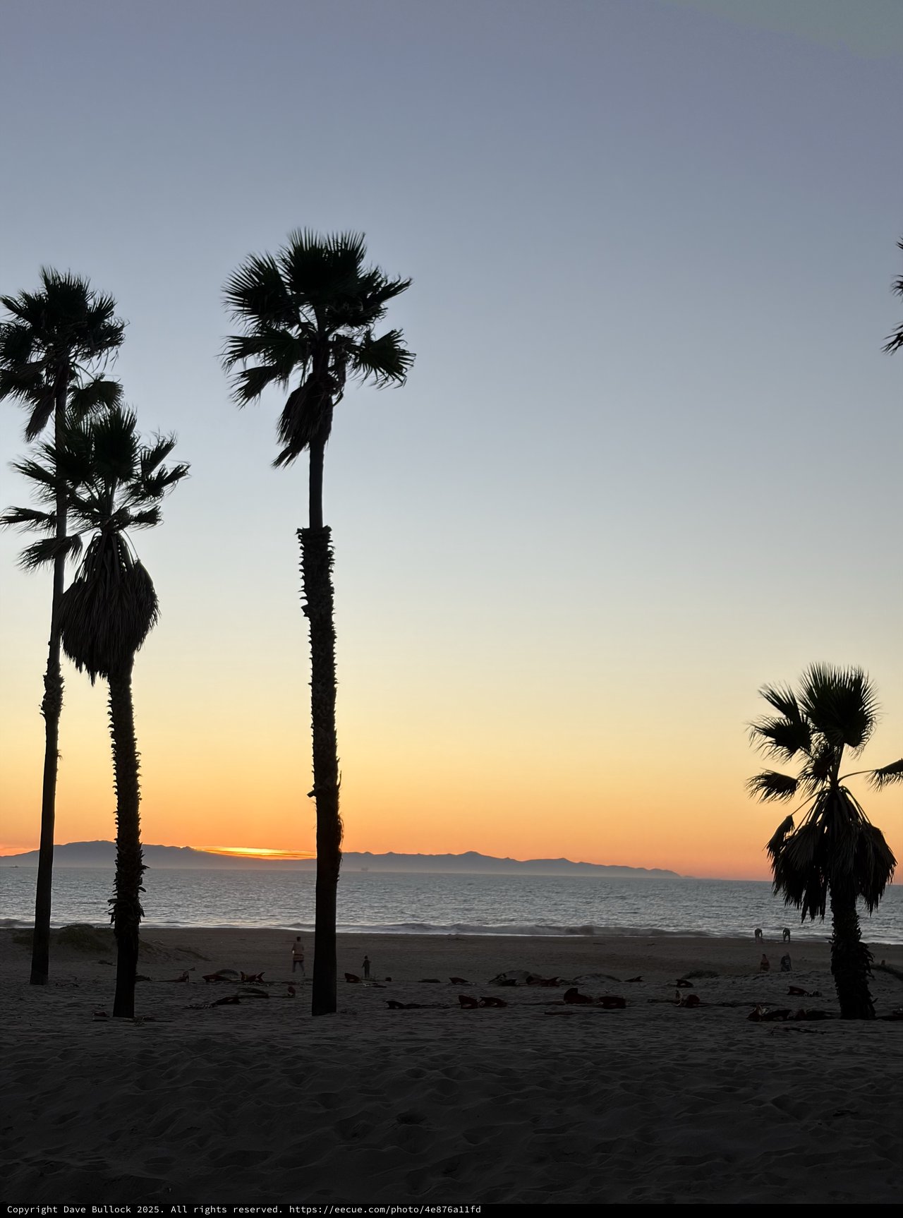 Palm Trees Silhouetted Against Dusk Over Coastal Beach