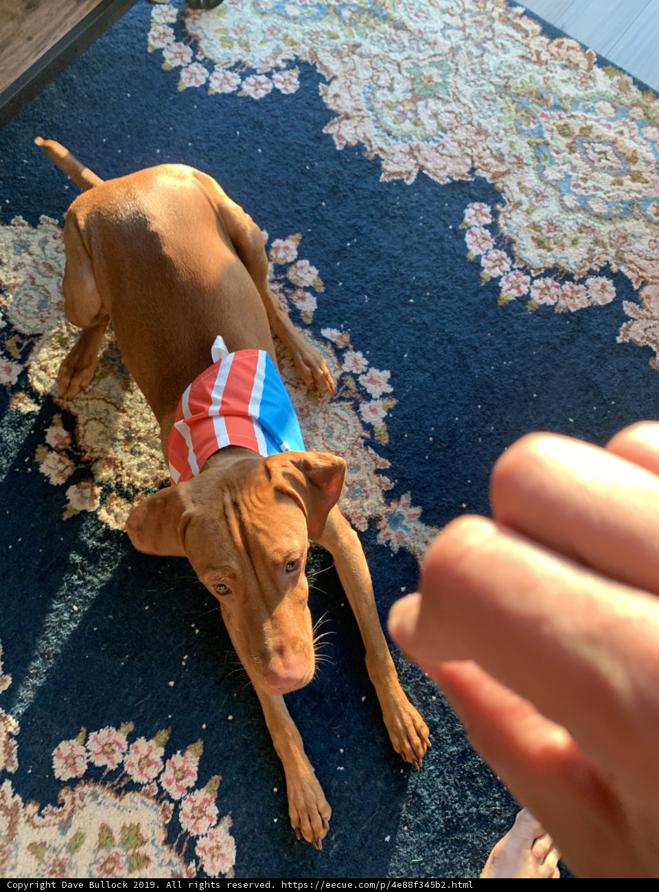 Stylin' Vizsla