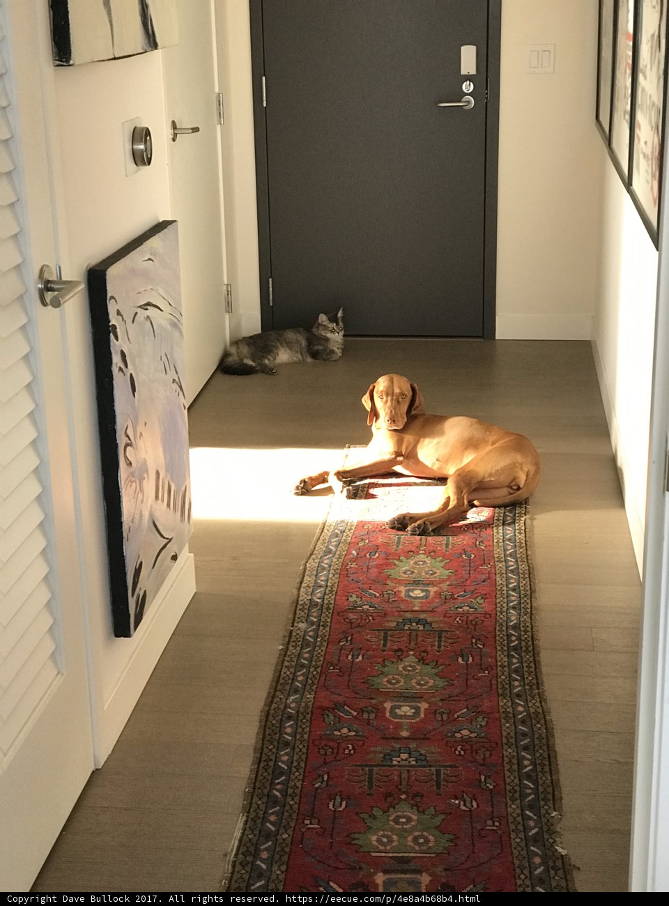 Furry Friend in the Hallway