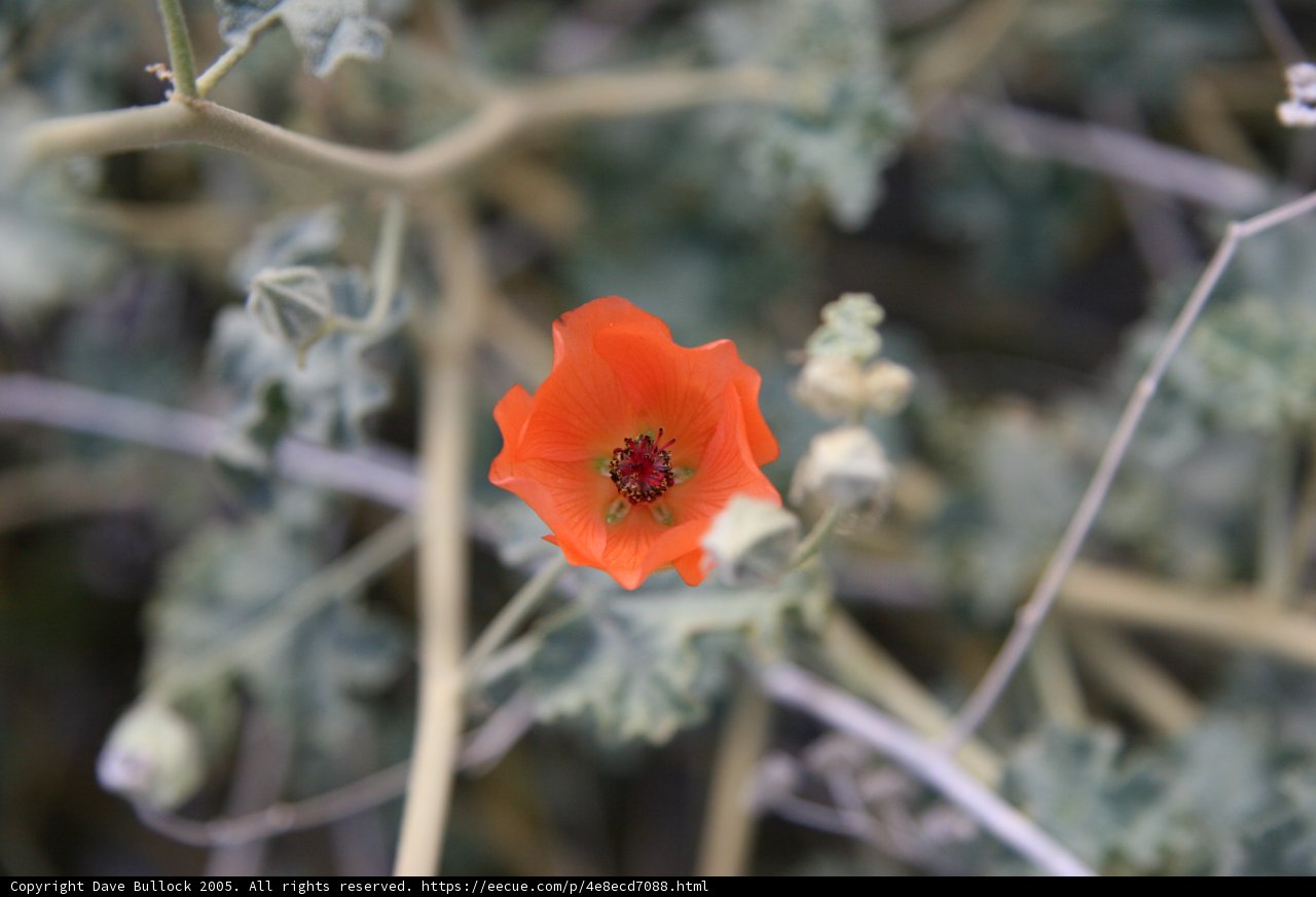 Lone Orange Geranium Flower