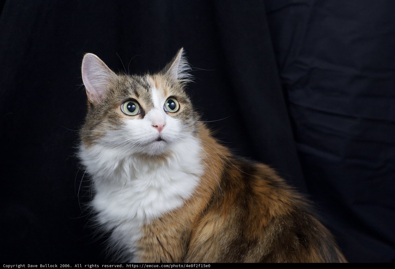 Calico Cat in the Dark