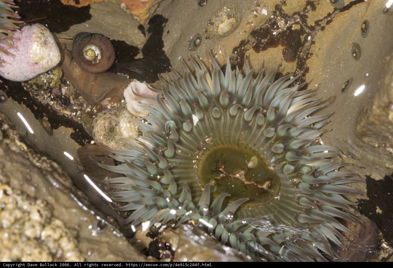 Majestic Sea Anemone