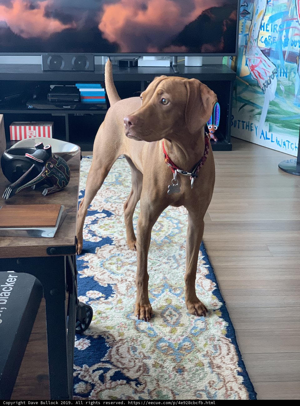 Paws for a TV Break