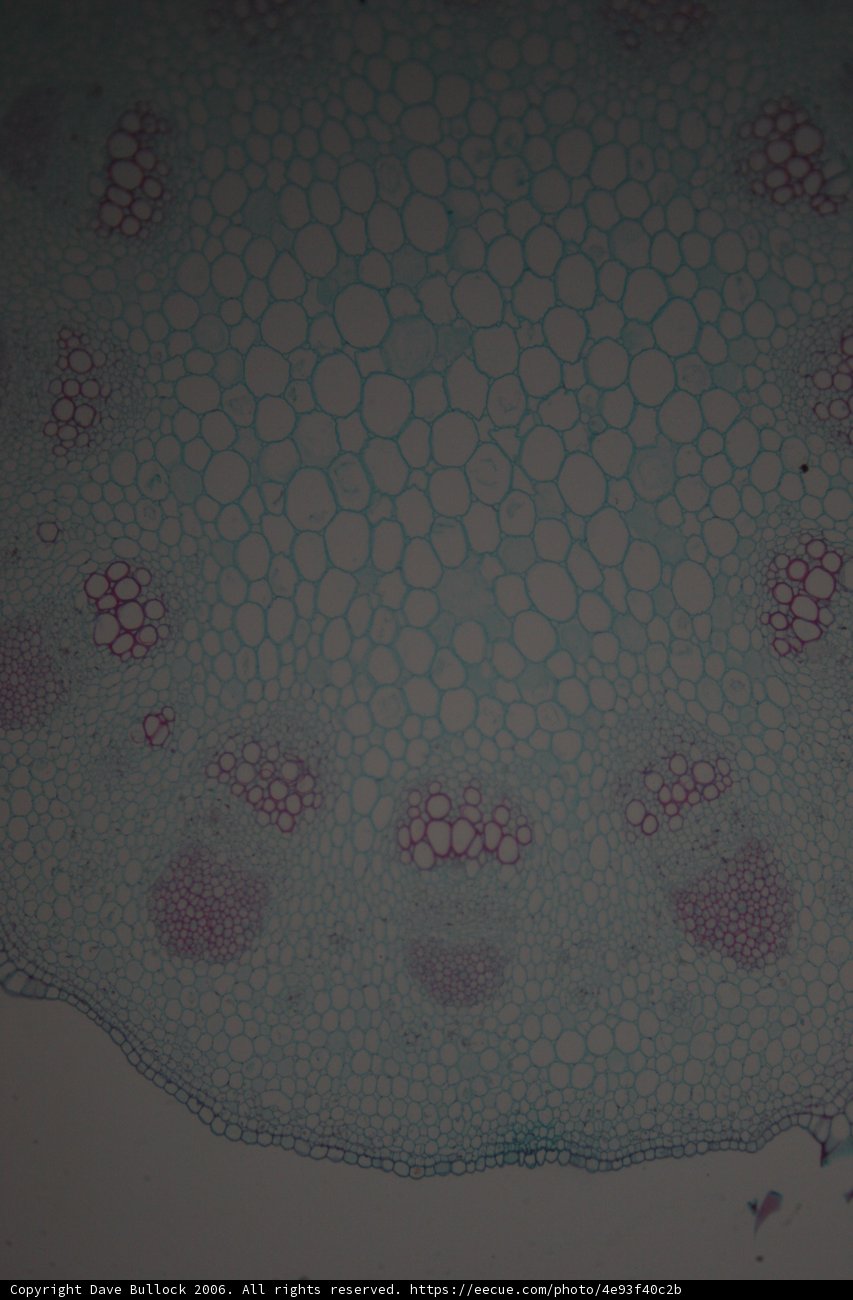 Foamy Plant Cell