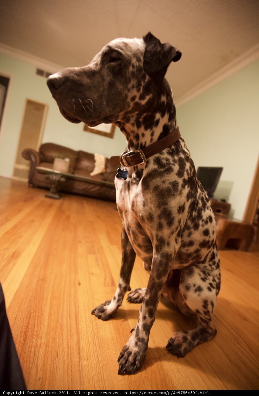 A Furry Friend on Hardwood Flooring