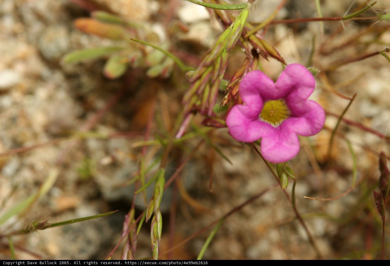 Lone Blossom