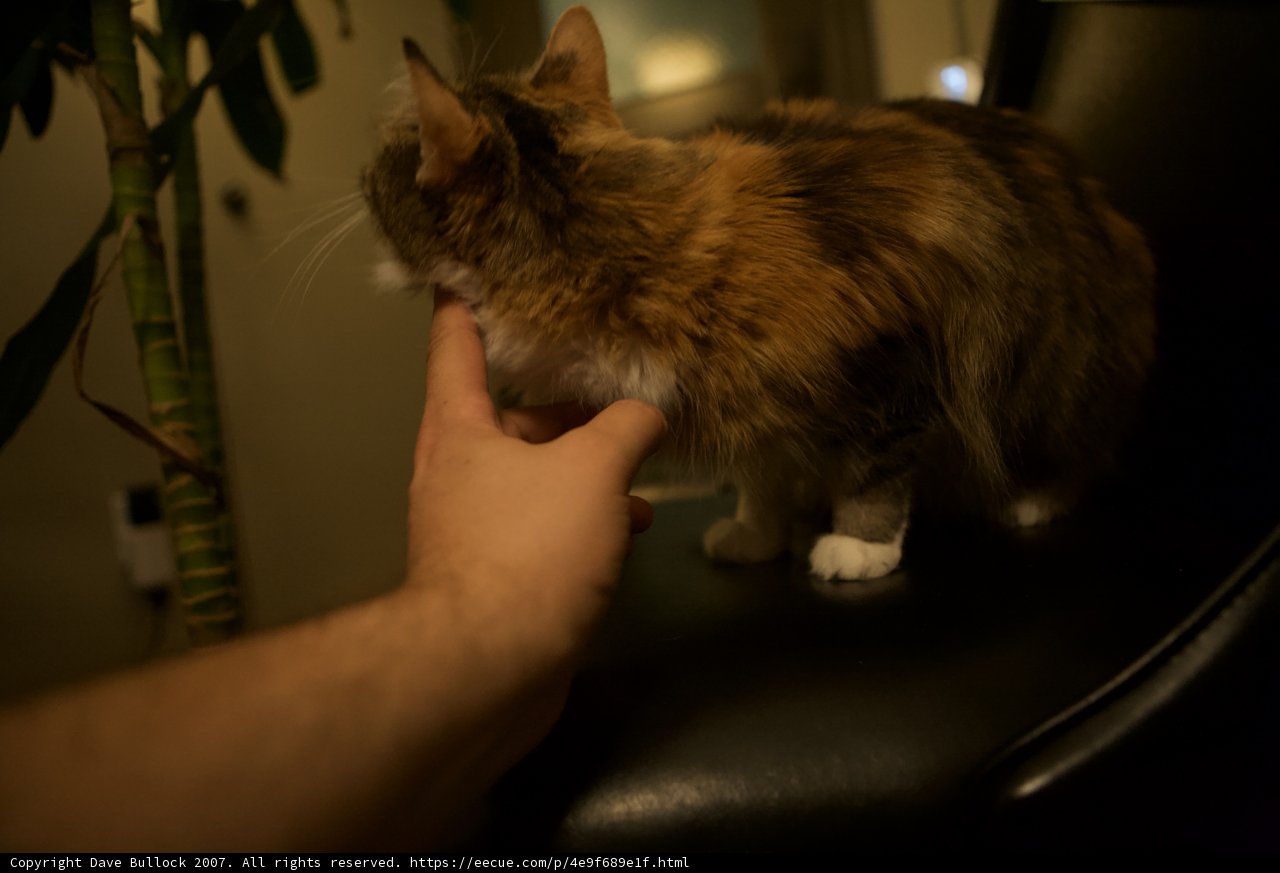 Feline Antics on Hardwood Chair