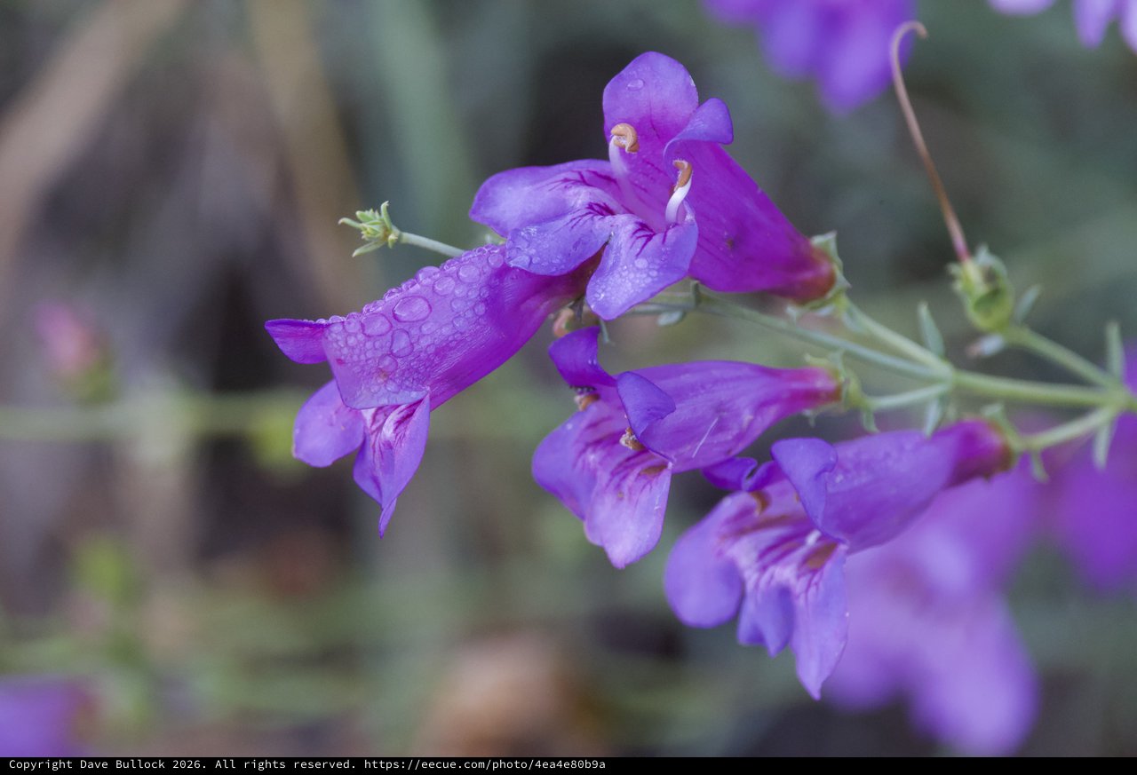 Purple Penstemon Blooms Adorned With Morning Raindrops